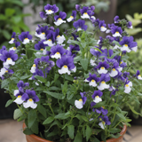 1 Large Plant - Nemesia Nuvo Blue Bicolour 180, Outdoor Garden Ready, 2L Pot