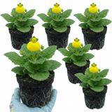 Set of 3 or 6 Garden Ready Plants – Calceolaria Calynopsis ‘Yellow’, Ready to Plant