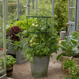 1 Supersteak Beefsteak Tomato Plant, Large High Yield Hardy Outdoor Garden Ready, 2 Litre Root Ball