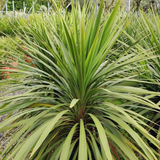 Cordyline Peko