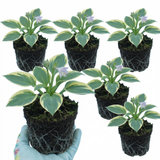 Set of 3 or 6 Large Hosta Plants - First Frost Plantain Lily, Ready to Plant in Your Garden