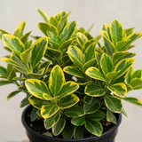 1 Large Plant-Euonymus Aureomarginatus, Ready to Plant in Your Garden, 2L Pot