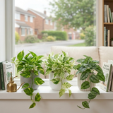 3 Trailing Pothos Live Indoor Plants, Epipremnum & Scindapsus Houseplant Collection, 1Ltr Root-Ball