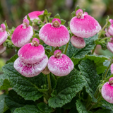 Set of 3 or 6 Garden Ready Plants – Calceolaria Calynopsis ‘Pink Bicolour’, Ready to Plant