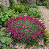 1 Arabis Aubrieta Deep Rose Plant, Hardy Evergreen Alpine Perennial, 2 Litre Root Ball
