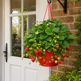 1 Strawberry Toscana Live Plant, 25cm Hanging Basket, Outdoor Garden Ready, Grow Your Own Strawberries