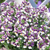 Set of 3 or 6 Large Plants - Nemesia Nuvo Purple Bicolour, Ready to Plant in Your Garden