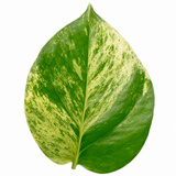 Variegated Pothos Epipremnum Aureum, Easy Care Indoor Houseplant, 12cm 1 Litre Pots