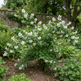 1 Philadelphus Belle Etoile Mock Orange Plant, Fragrant White Flowering Shrub, 3 Litre Root Ball