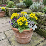 Set of 3 or 6 Garden Ready Plants – Calceolaria Calynopsis ‘Yellow’, Ready to Plant
