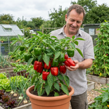 Set of 3 or 6 Large Plants - Sweet Pepper Redskin, Ready to Plant in Your Garden