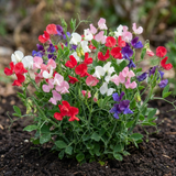 Set of 3 or 6 Large, Garden Ready Plants - Sweet Pea Little Sweetheart Mix, 10.5 cm