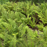 Soft Shield Fern Polystichum Setiferum & Herrenhausen