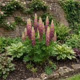 1 Lupin Manhattan Lights Hardy Perennial Plant, Summer Flowering Outdoor Garden Ready, 3L Root Ball