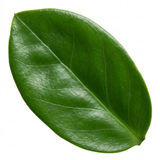 1 Zamioculcas Zamifolia ZZ Plant, Low Maintenance Indoor Houseplant, 5 Litre Root Ball