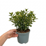 1 Large Plant-Euonymus Aureomarginatus, Ready to Plant in Your Garden, 2L Pot