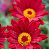 Set of 3 or 6 Large Plants - Argyranthemum Madeira Red, Outdoor Garden Ready