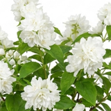 1 Philadelphus Snowbelle Mock Orange Plant, Fragrant Hardy White Flowering Garden Shrub, 3L Root-Ball