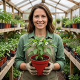 Set of 3 or 6 Large Sweet Pepper Plants - Liberty Belle, Ready to Plant in Your Garden