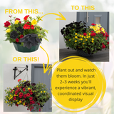 7 Colour Coordinated Plants - Brilliant Bling Theme Speedplanter, Garden Ready