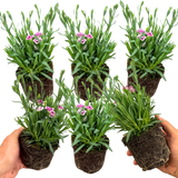 Set 3 or 6 Large Plants - Dianthus Pink Kisses, Ready to Plant in Your Garden