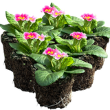 Primrose Appleblossom