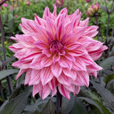 1 Large Plant - Dahlia Maggiore Fun Rose Bicolour, Ready to Plant in Your Garden