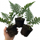 Set of 3 or 6 Evergreen Polypodium Vulgare Hardy Fern Plants for Shade Garden, Live Perennial, 11cm Root Ball