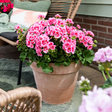 Set of 3 or 6 Large Plants - Geranium Calliope Rose Splash, Ready to Plant in Your Garden