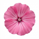 1 Lavatera Bredon Springs Tree Mallow, Hardy Pink Flowering Perennial Garden Shrub, 2L Root Ball