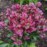 Hellebore Frostkiss Anna's Red