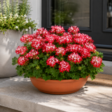 1 Geranium Summer Twist Red White, Hardy Outdoor Garden Ready Flowering Plant, 21cm Root-Ball