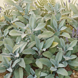 Set of 3 or 6 Large Herb Plants - Sage Grower’s Mix, Ready to Plant in Your Garden, 1L