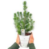 Christmas tree in white metal planter with lights