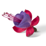 Set of 3 or 6 Large, Outdoor Garden Ready Plants - Fuchsia Bella Susanna (Rose & Violet)