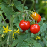 1 Gardeners Delight Cherry Tomato Plant, Live Outdoor Garden Ready, Established 2 Litre Root Ball