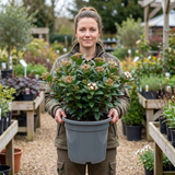 1 Viburnum Tinus Evergreen Hedge Plant, Hardy Outdoor Garden Ready, 7.5L Root Ball