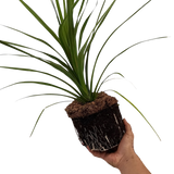 Cordyline Peko