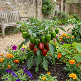 1 Sweet Pepper Redskin Plant, Grow Your Own Veg, Live Pepper Plant for Garden & Patio, 2Ltr Root-Ball
