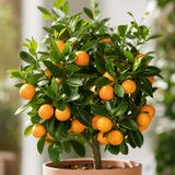 Calamondin Orange Tree 5Ltr, Indoor Citrus Tree, Pots