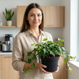 1 Hedera Helix English Ivy Houseplant, Indoor Trailing Hanging Basket, 19cm Root Ball