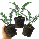 Set of 3 or 6 Dryopteris Atrata Wood Fern Plants, Hardy Evergreen Perennial Ferns for Shade, Outdoor Garden Ready, 1 Litre Root-Ball