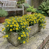 Set of 3 or 6 Large Plants - Sanvitalia Santiago Bright Yellow, Outdoor Garden Ready