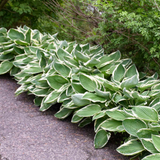 Hosta Francee