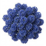 1 Large Plant - Ceanothus Pugets Blue, Ready to Plant in Your Garden, 2L Pot
