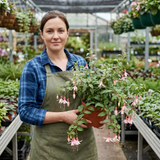 10.5cm Trailing Fuchsia Cascade Plants, 3 Pack, Pink and White, Hanging Basket Summer Bedding, Pots