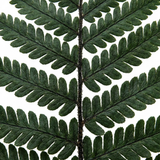 Set of 3 or 6 Dryopteris Atrata Wood Fern Plants, Hardy Evergreen Perennial Ferns for Shade, Outdoor Garden Ready, 1 Litre Root-Ball