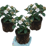 Set of 3 or 6 Viburnum Tinus Gwenllian Hardy Evergreen Flowering Shrub Plants, Winter Flowering Hedge, Outdoor Garden Ready, 11cm Root-Ball