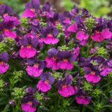 1 Large Plant - Nemesia Lady Lisa, Ready to Plant in Your Garden, 5L Pot