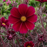 1 Large Plant - Cosmos Apollo Carmine, Ready to Plant in Your Garden, 2L Pot